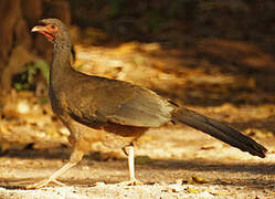 Chaco Chachalaca