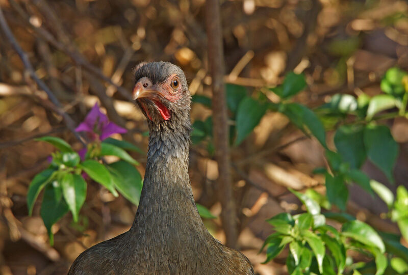 Chaco Chachalaca