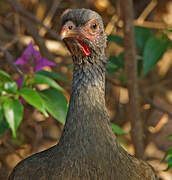 Chaco Chachalaca