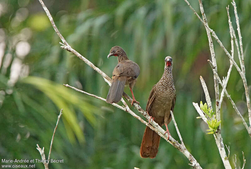 Speckled Chachalacaadult, habitat, pigmentation