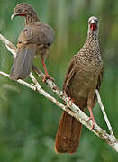 Speckled Chachalaca