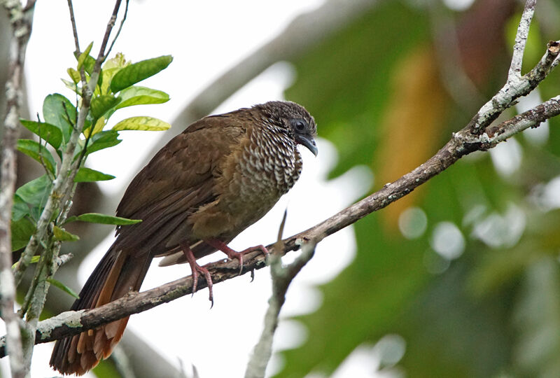 Speckled Chachalaca