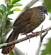 Speckled Chachalaca