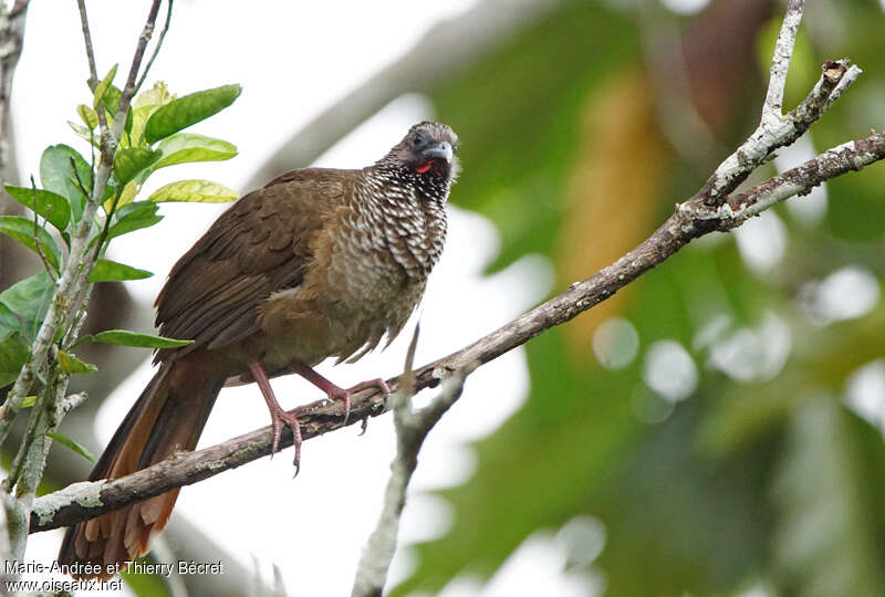 Ortalide mailléeadulte, identification