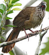 Speckled Chachalaca