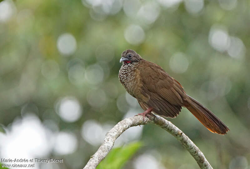 Speckled Chachalacaadult, identification