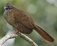 Speckled Chachalaca