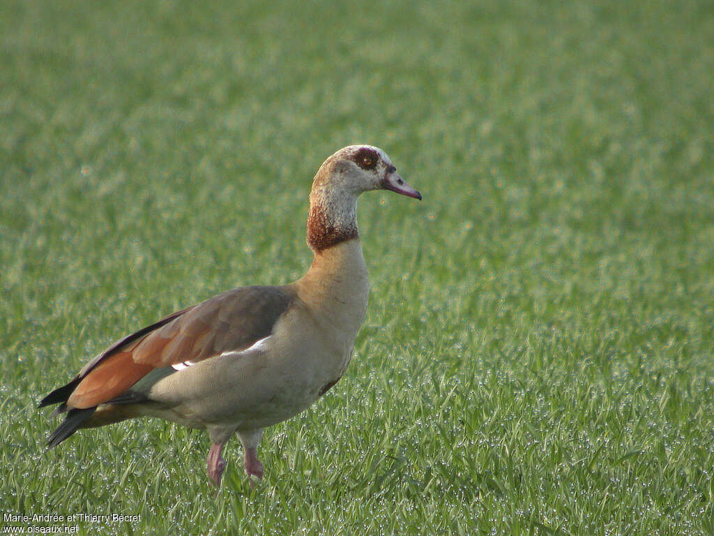 Ouette d'Égypteadulte, identification