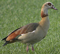 Egyptian Goose