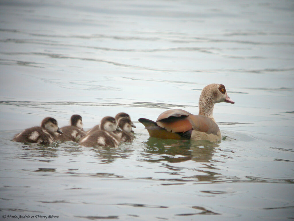 Egyptian Goose