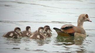 Egyptian Goose