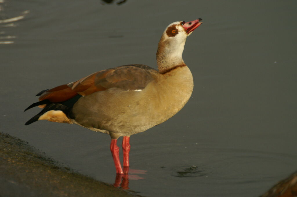 Egyptian Goose