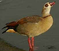 Egyptian Goose