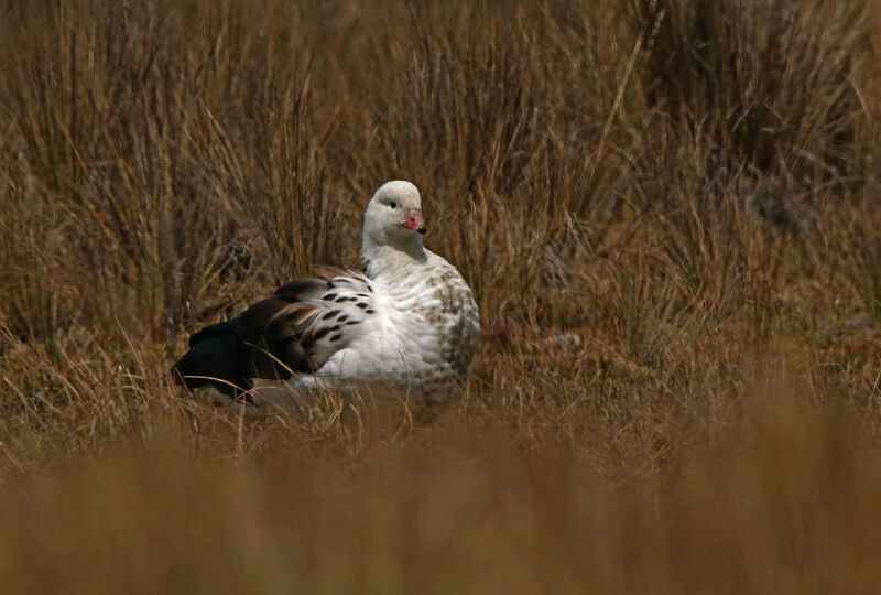 Andean Goose