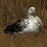 Andean Goose