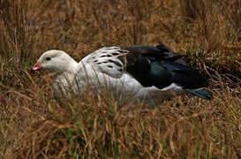 Andean Goose