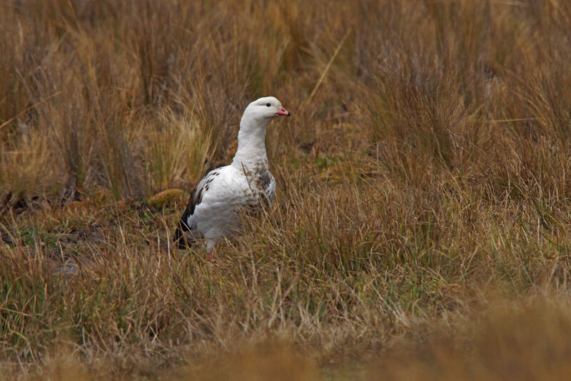 Andean Goose