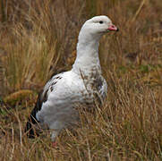 Andean Goose