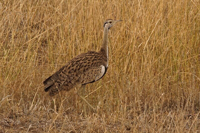 Black-bellied Bustard