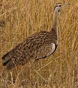 Black-bellied Bustard