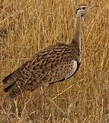 Black-bellied Bustard