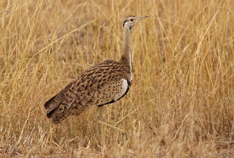 Black-bellied Bustard