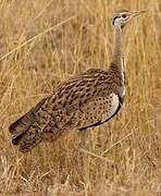 Black-bellied Bustard