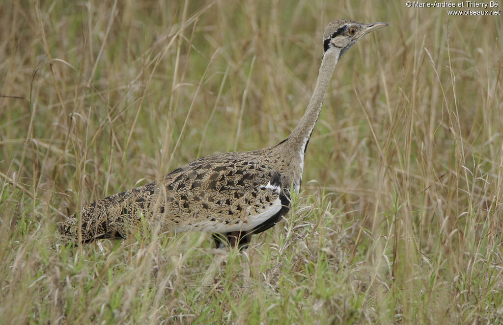 Black-bellied Bustard