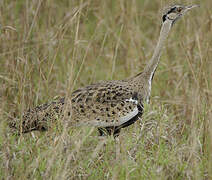 Black-bellied Bustard