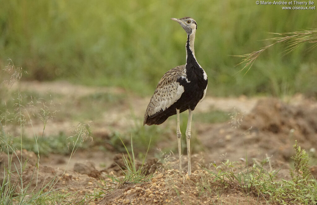 Black-bellied Bustard