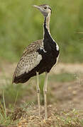 Black-bellied Bustard