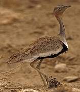 Buff-crested Bustard