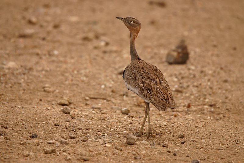 Buff-crested Bustard