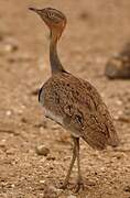 Buff-crested Bustard