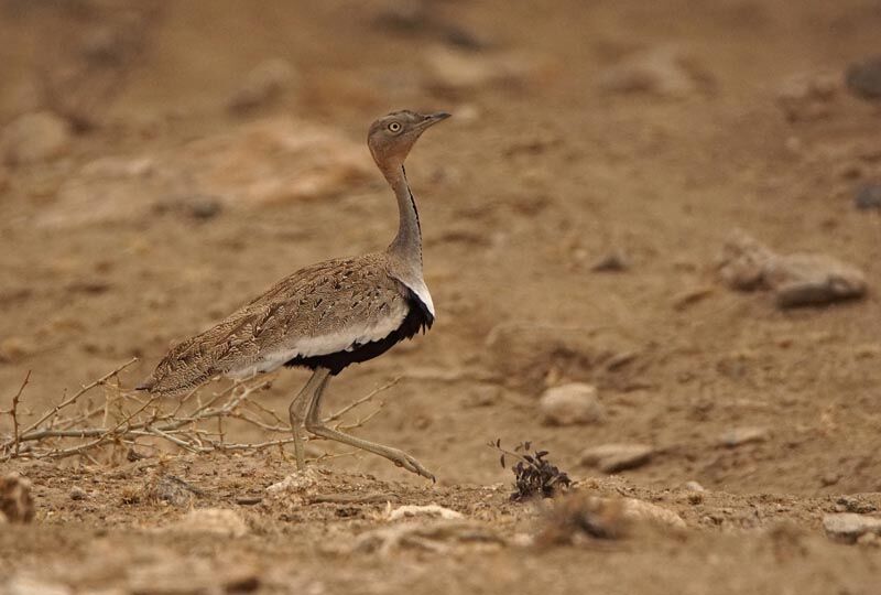 Buff-crested Bustard male adult, identification