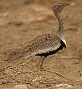 Buff-crested Bustard