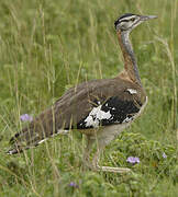 Denham's Bustard