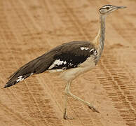 Denham's Bustard