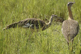 Denham's Bustard