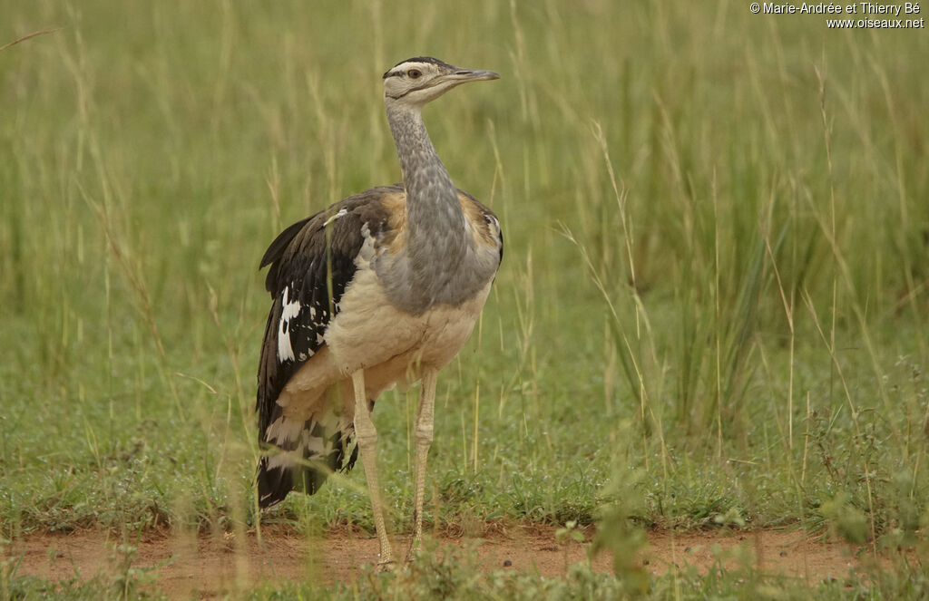 Denham's Bustard