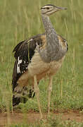 Denham's Bustard