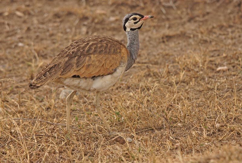 White-bellied Bustard