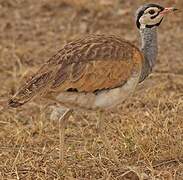 White-bellied Bustard