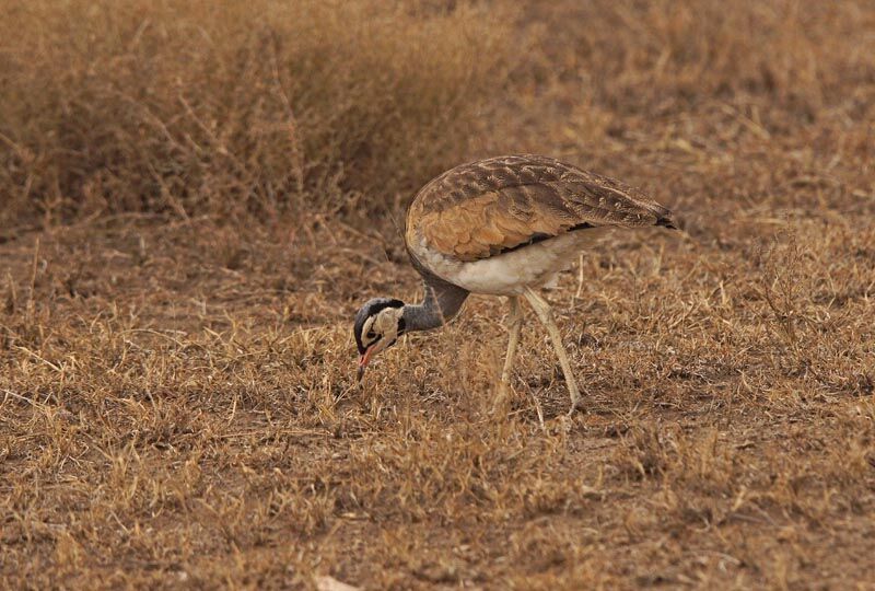 White-bellied Bustard