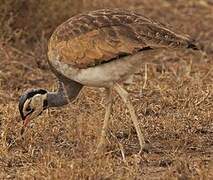 White-bellied Bustard