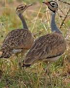 White-bellied Bustard