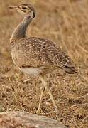 White-bellied Bustard