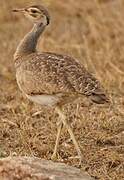 White-bellied Bustard