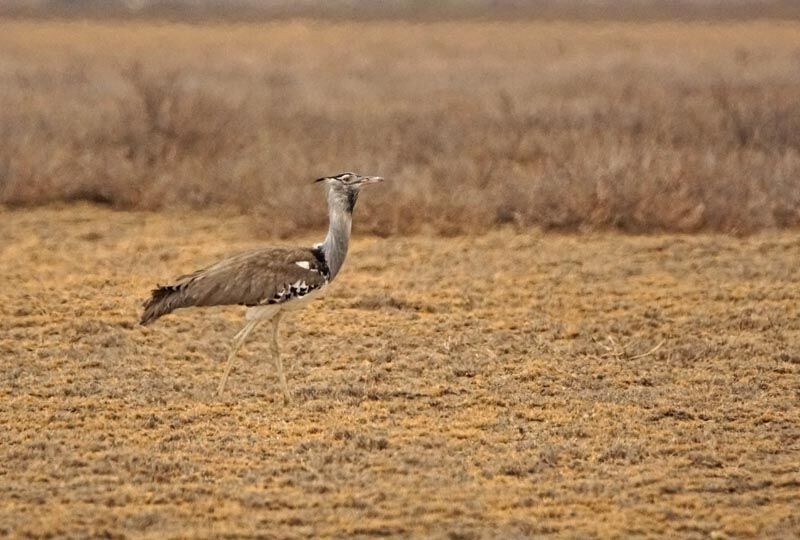 Kori Bustard