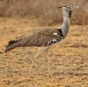 Kori Bustard